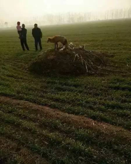 乡村猎奇最新，小李的奇妙探险与友情之旅探秘之旅