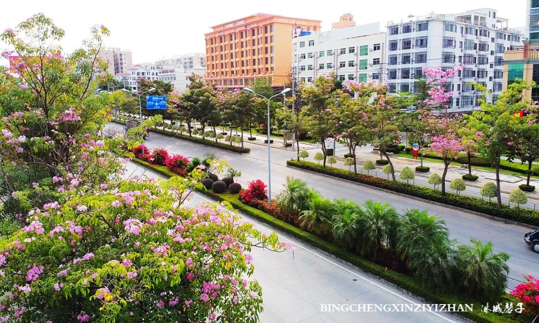 乐东九所绿化动态更新，绿色变革中的励志之旅进展报告