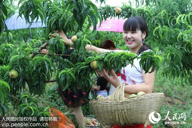 随州桃子上市，科技新品尝鲜，感受未来生活魅力