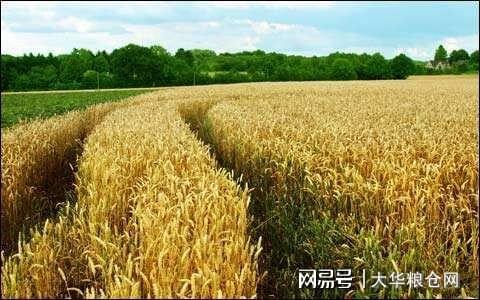 山东小麦价格最新行情及绿色之旅的心灵探寻