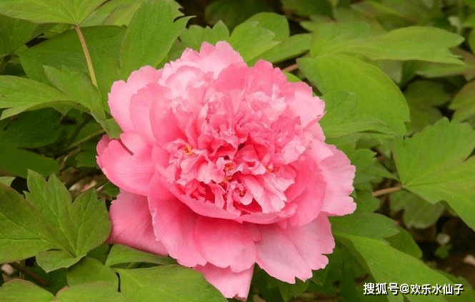 牡丹331最新价格揭秘，一包多少钱？