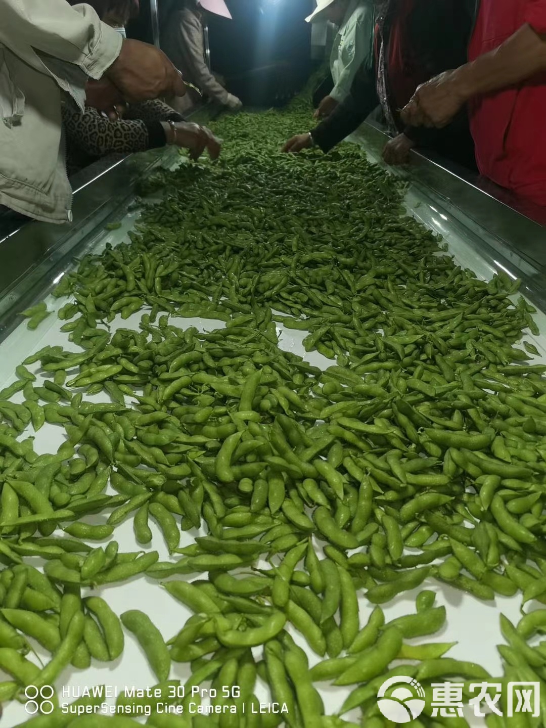 毛豆最新行情邳州，机遇与挑战并存的自我超越旅程