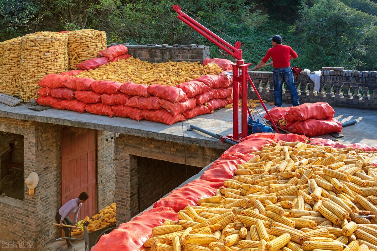 玉米行情网,实时掌握玉米价格动态,助力农业产业蓬勃发展