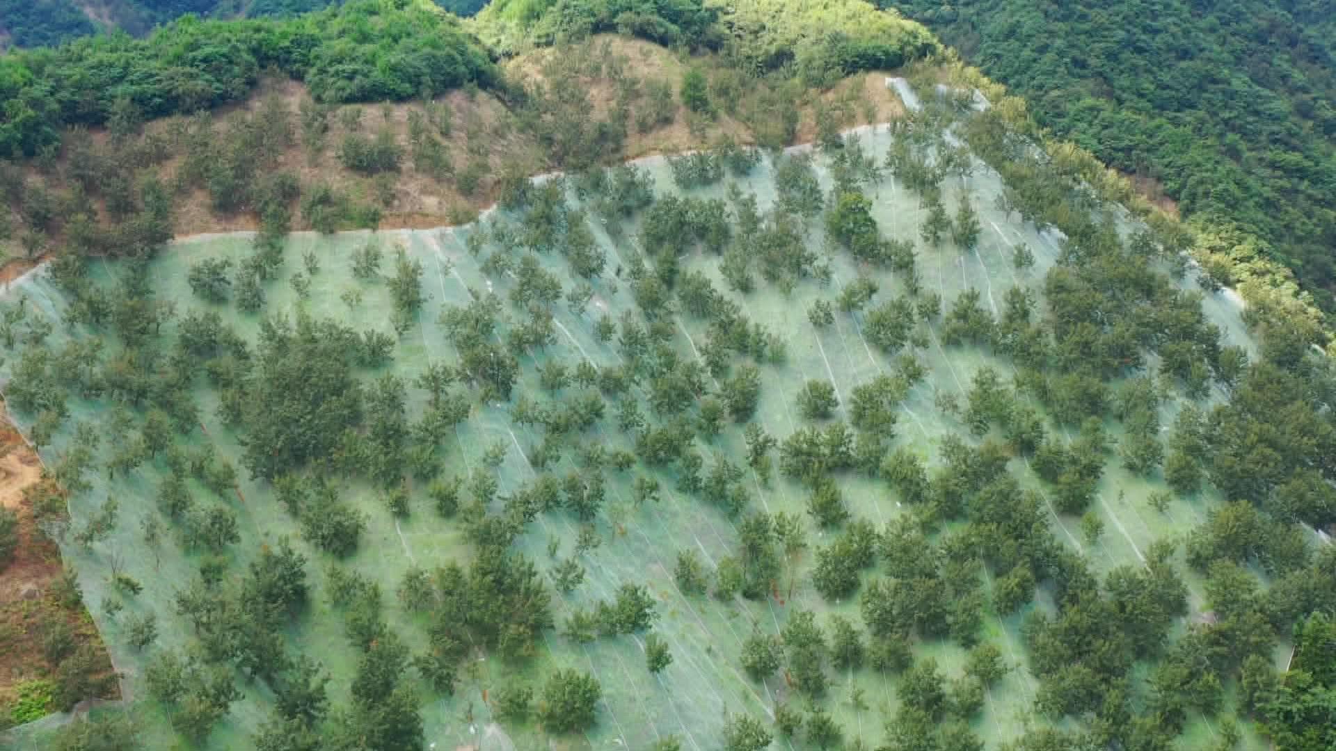关于山核桃的成熟与上市时机解析，何时能品尝到新鲜山核桃？