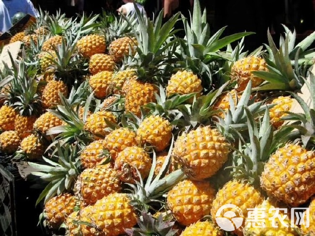 海南菠萝今日价格行情及分析