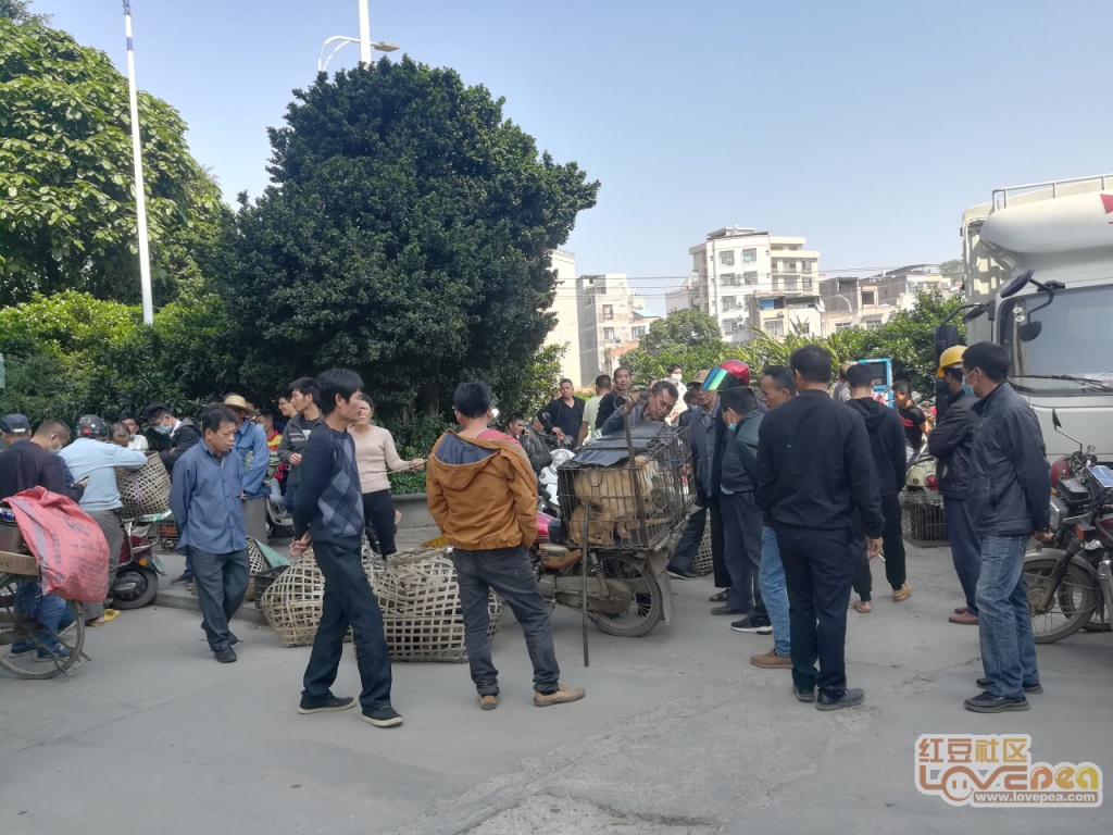 最新灵山疫情全面关注与应对策略