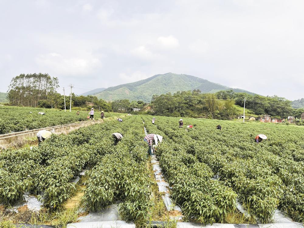 多隆村最新动态，揭开边陲之地的崭新面貌发展之路